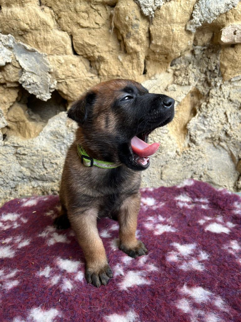 Du Domaine De Poumecoste - Chiots disponibles - Berger Belge