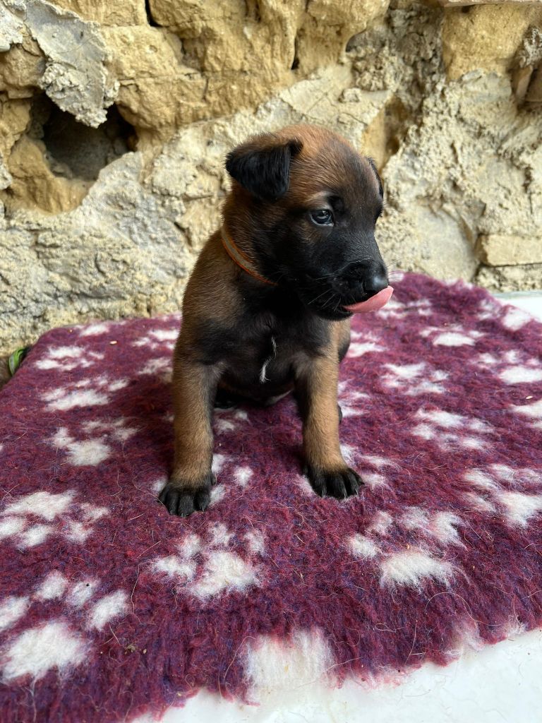 Du Domaine De Poumecoste - Chiots disponibles - Berger Belge