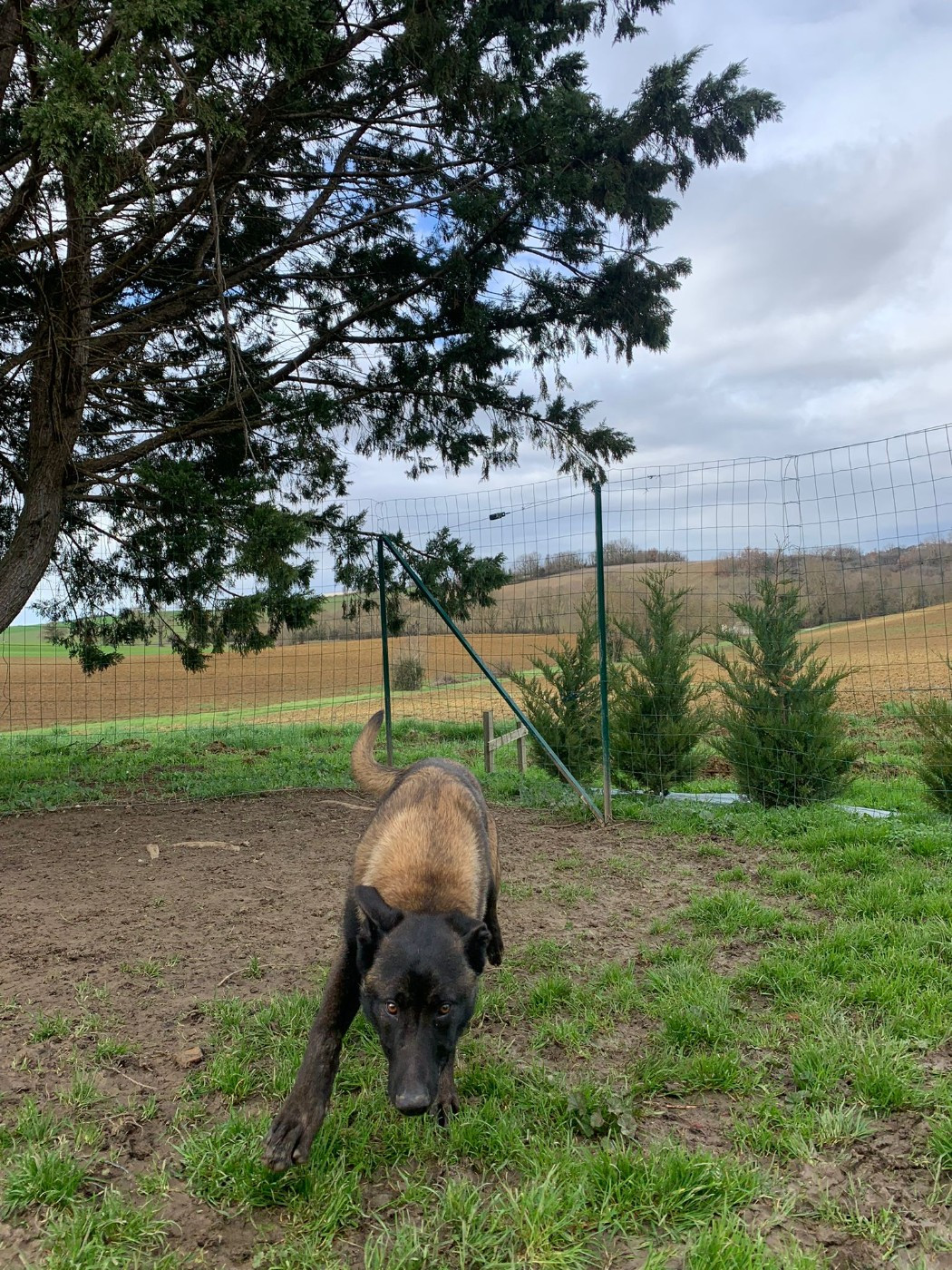 Du Domaine De Poumecoste - Chiots disponibles - Berger Belge