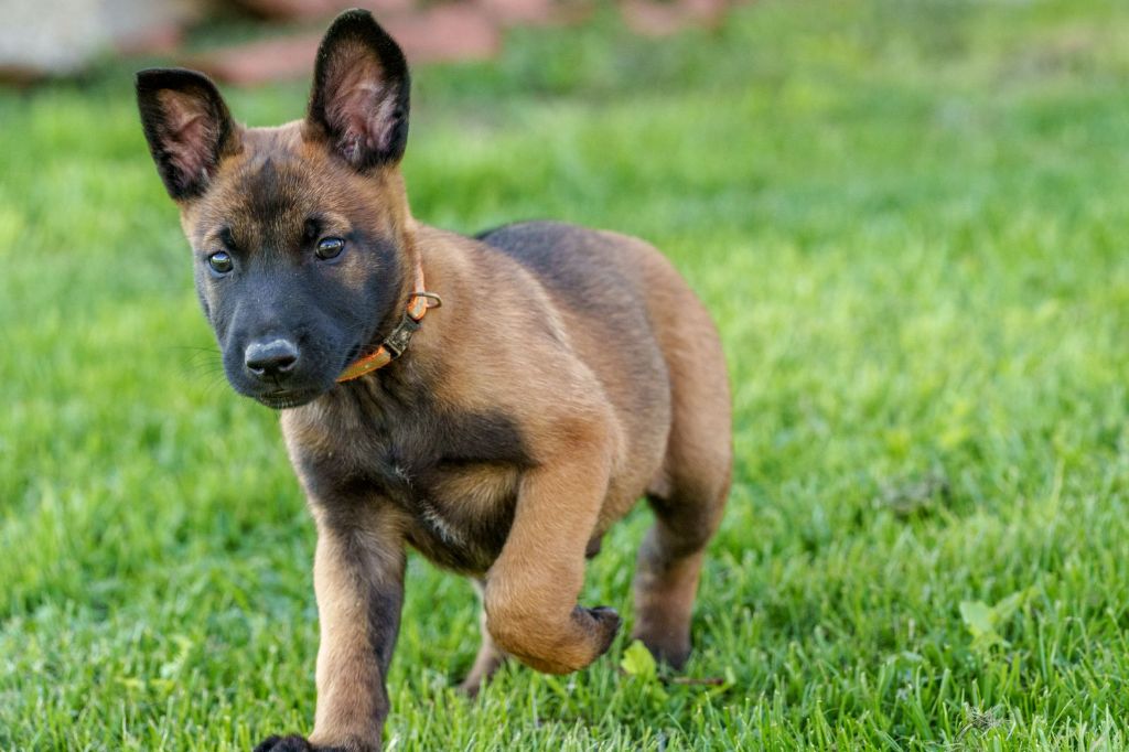 Du Domaine De Poumecoste - Chiots disponibles - Berger Belge