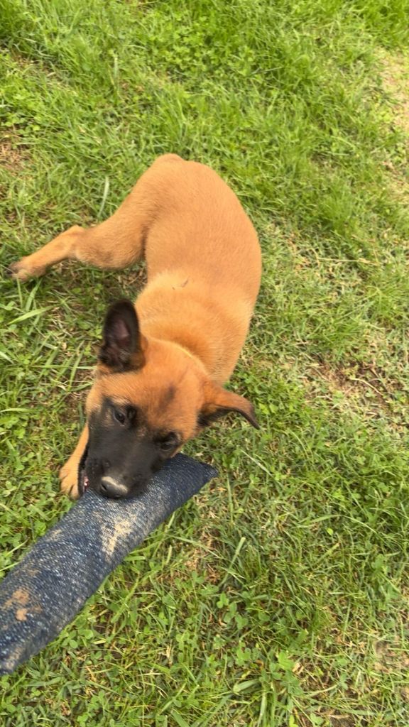 Du Domaine De Poumecoste - Chiots disponibles - Berger Belge