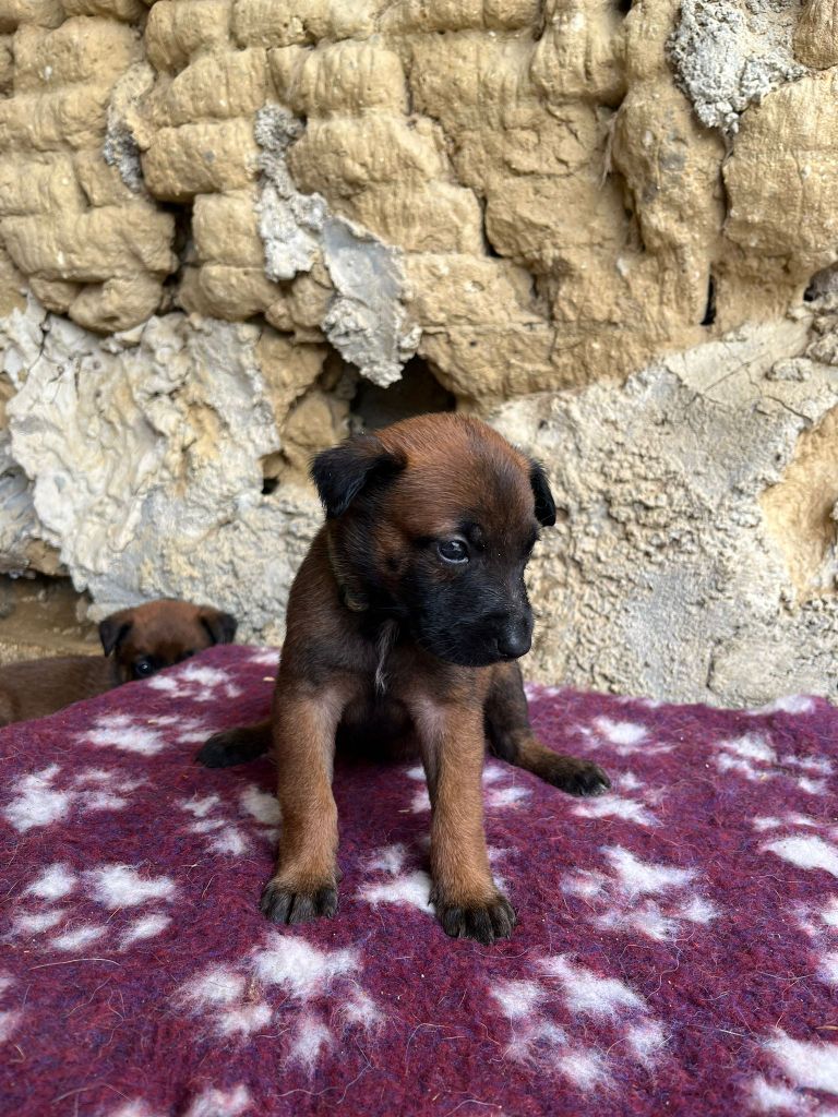 Du Domaine De Poumecoste - Chiots disponibles - Berger Belge