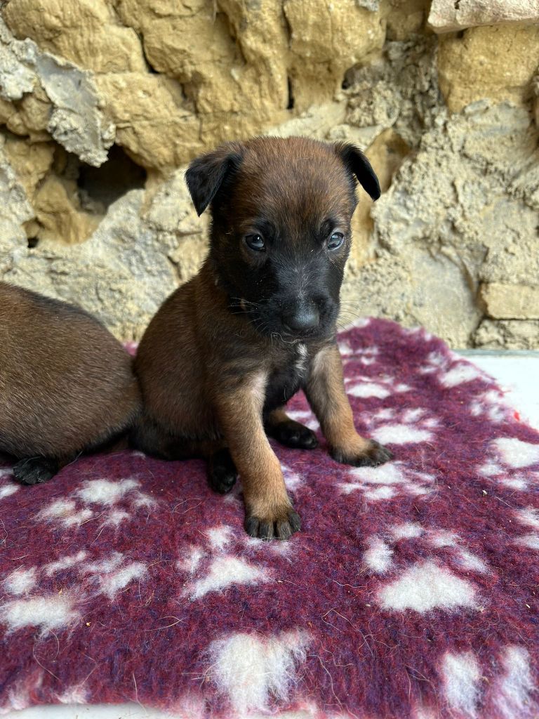 Du Domaine De Poumecoste - Chiots disponibles - Berger Belge