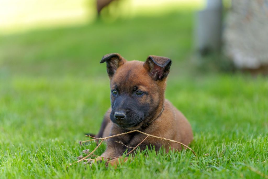 Du Domaine De Poumecoste - Chiots disponibles - Berger Belge