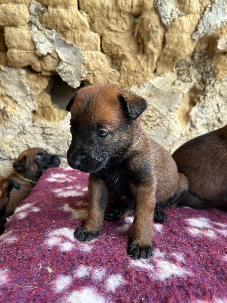 Du Domaine De Poumecoste - Chiots disponibles - Berger Belge