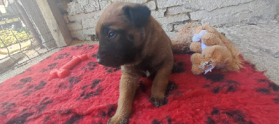 CHIOT