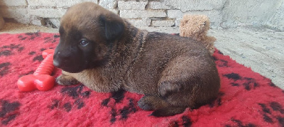 CHIOT