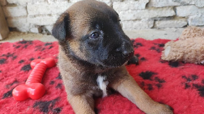 CHIOT