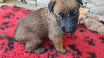CHIOT