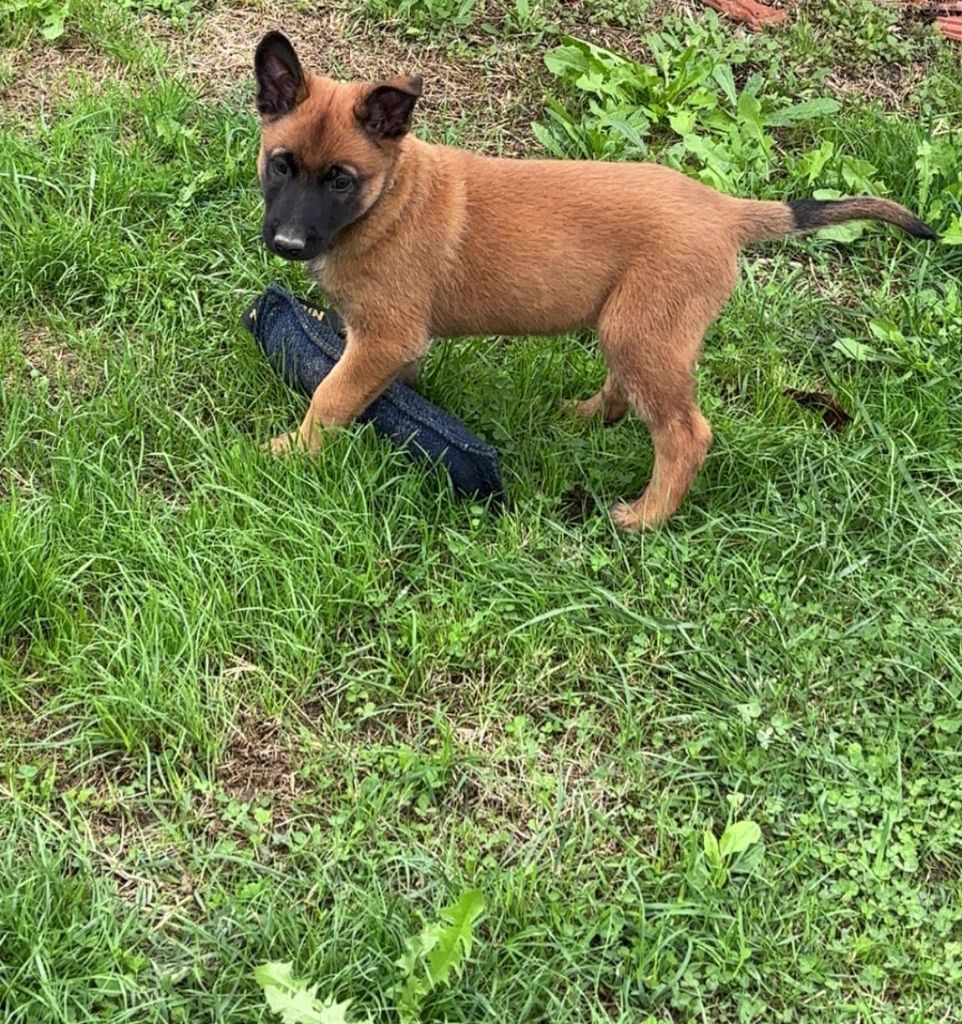 Du Domaine De Poumecoste - Chiots disponibles - Berger Belge